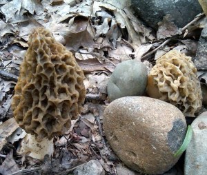 IMG00150-20110517-1107