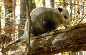 See the Possum?