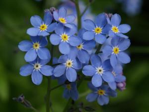 Forget-Me-Not-flower-blue (2)