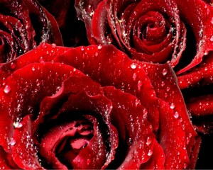 red_roses_6-normal5_4