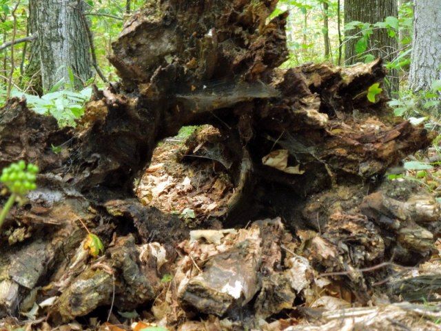 Portal to the Hobbit World!!!