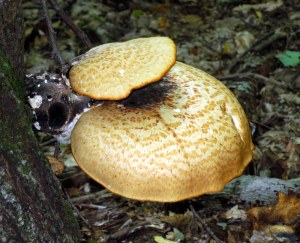 You Have to Look at Things...