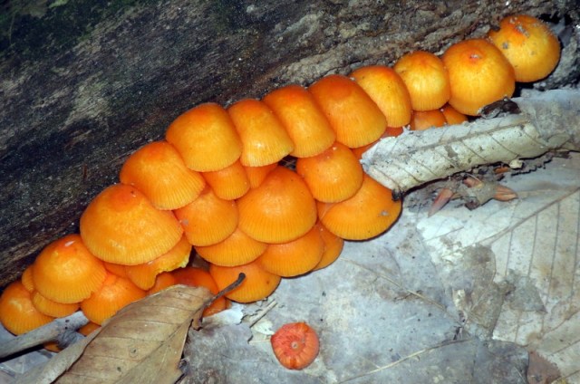 The Famous Woodland Corn on the Log!