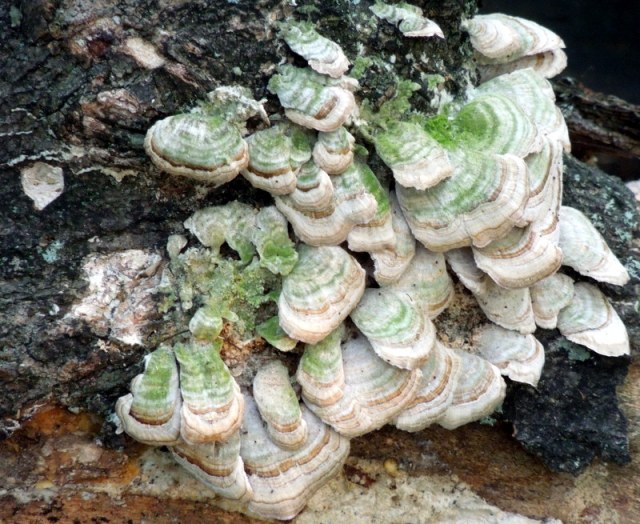 Strange but Cool Woodland Stuff Growing Out of a Tree!!!