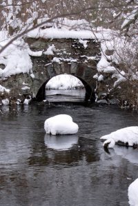 Walking in the Woods