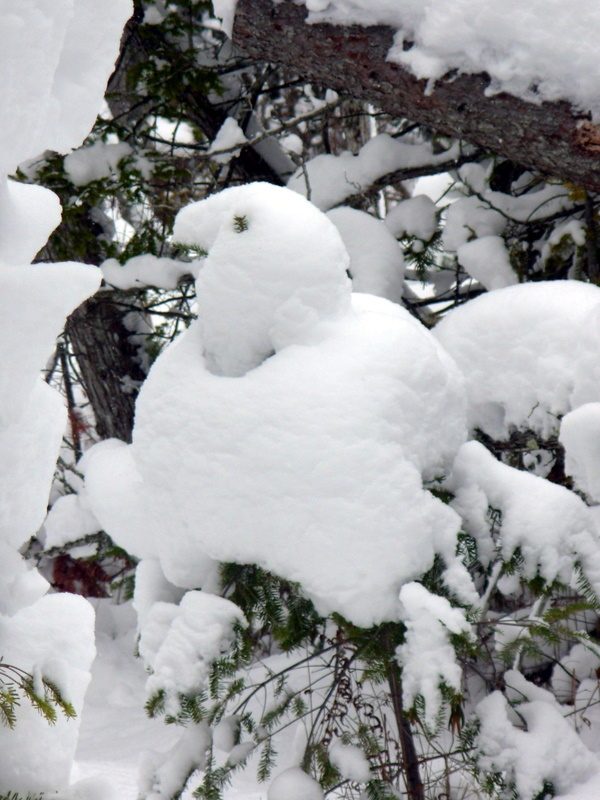 Snow chicken at Lake Skegamogg
