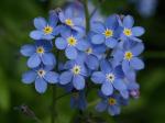 Forget-Me-Not-flower-blue (2)