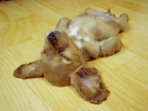 puppy savasana